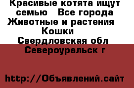 Красивые котята ищут семью - Все города Животные и растения » Кошки   . Свердловская обл.,Североуральск г.